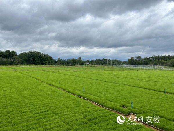 通联随配 安徽向前丨安庆桐城：打造“锌”引擎 绘就“锌”图景_大皖新闻 | 安徽网